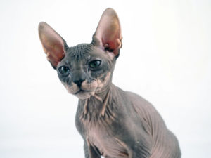 Russian Alien - Don Sphynx