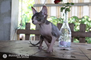 Vasya Russian Alien - Don Sphynx