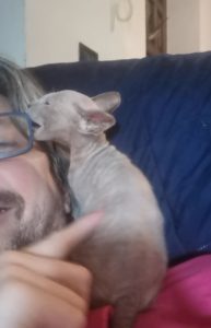 il cucciolo Don Sphynx no...