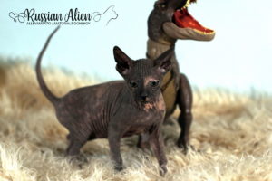 Nana Russian Alien - Don Sphynx