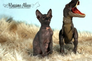 Nana Russian Alien - Don Sphynx