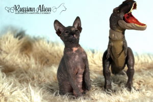 Nana Russian Alien - Don Sphynx