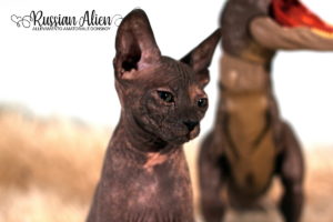 Nana Russian Alien - Don Sphynx