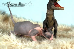 Nizar Russian Alien - Don Sphynx