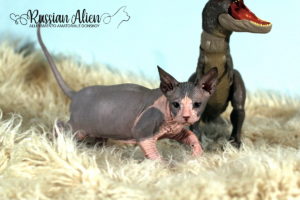 Nizar Russian Alien - Don Sphynx