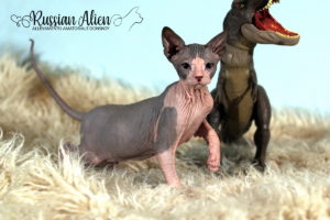 Nizar Russian Alien - Don Sphynx