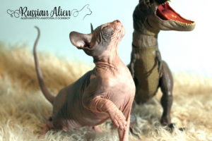 Nizar Russian Alien - Don Sphynx