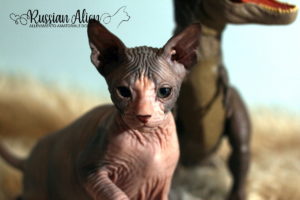 Nizar Russian Alien - Don Sphynx