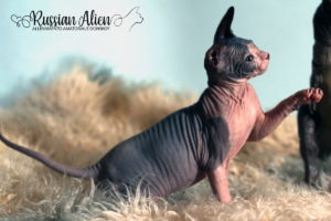 Nizar Russian Alien - Don Sphynx