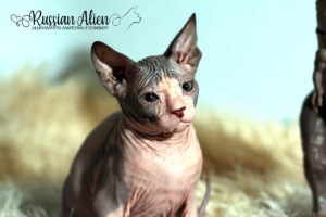 Nizar Russian Alien - Don Sphynx