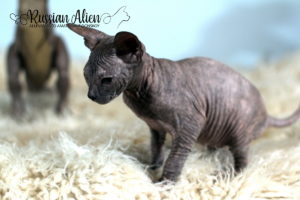 Nadiya Russian Alien - Don Sphynx