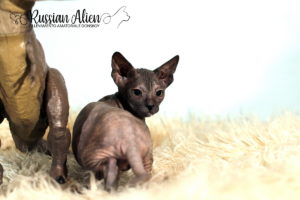 Nadiya Russian Alien - Don Sphynx