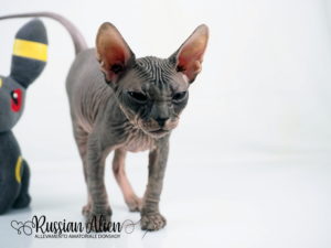 Russian Alien - Don Sphynx