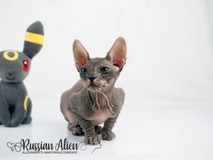 Russian Alien - Don Sphynx