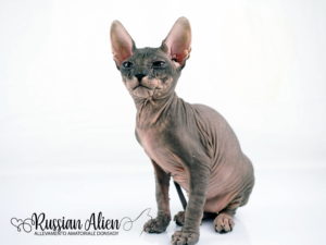 Russian Alien - Don Sphynx