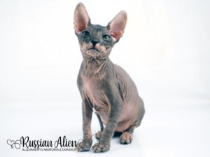 Russian Alien - Don Sphynx