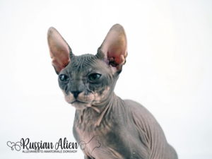 Russian Alien - Don Sphynx