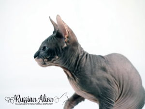 Russian Alien - Don Sphynx