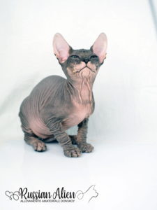 Russian Alien - Don Sphynx