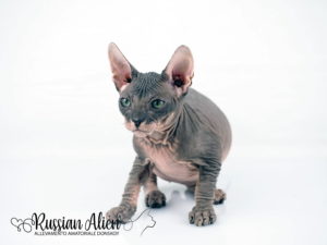 Russian Alien - Don Sphynx