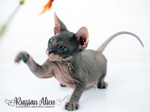 Russian Alien - Don Sphynx