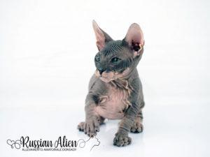 Russian Alien - Don Sphynx