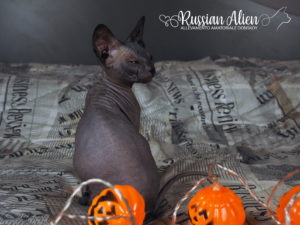 Russian Alien - Don Sphynx