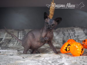 Russian Alien - Don Sphynx