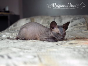 Russian Alien - Don Sphynx