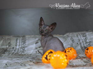 Russian Alien - Don Sphynx