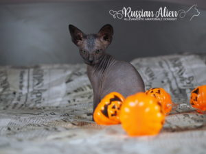 Russian Alien - Don Sphynx