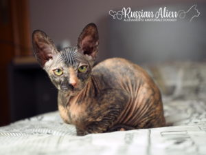 Russian Alien - Don Sphynx