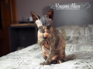 Russian Alien - Don Sphynx