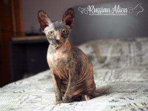 Russian Alien - Don Sphynx