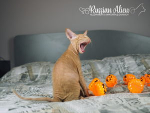 Russian Alien - Don Sphynx